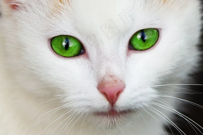 猫,狮子猫,山东狮子猫,布偶猫,金吉拉猫,绿眼睛的白猫的肖像