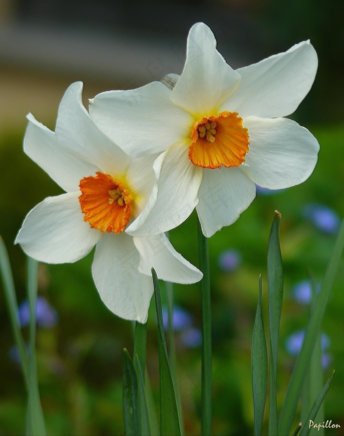 osterglocken水仙花双色花开花盛开