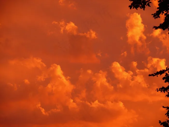 霞光,天空,树,图画,卷积云,日落时的橙色云