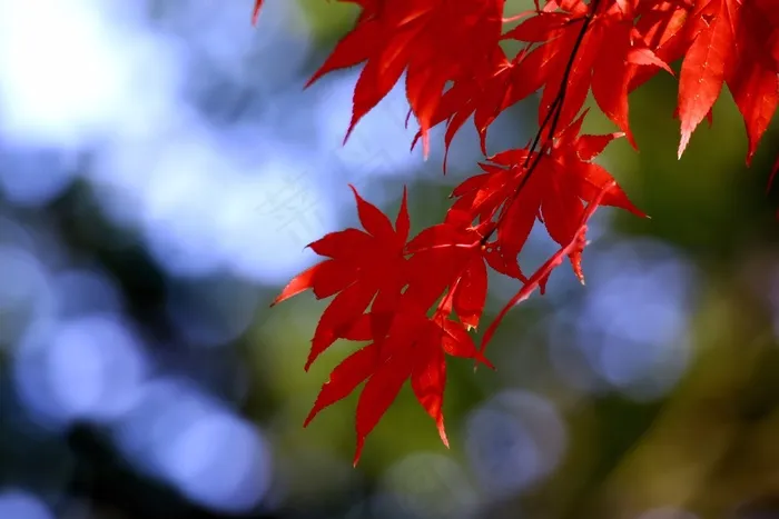 秋天的落叶，秋天，木材，红枫叶