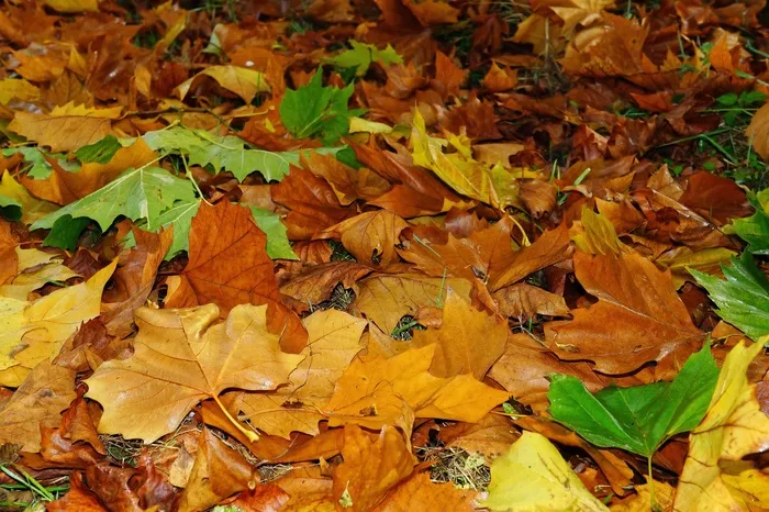 叶子，深秋，秋天的落叶，秋天的颜色