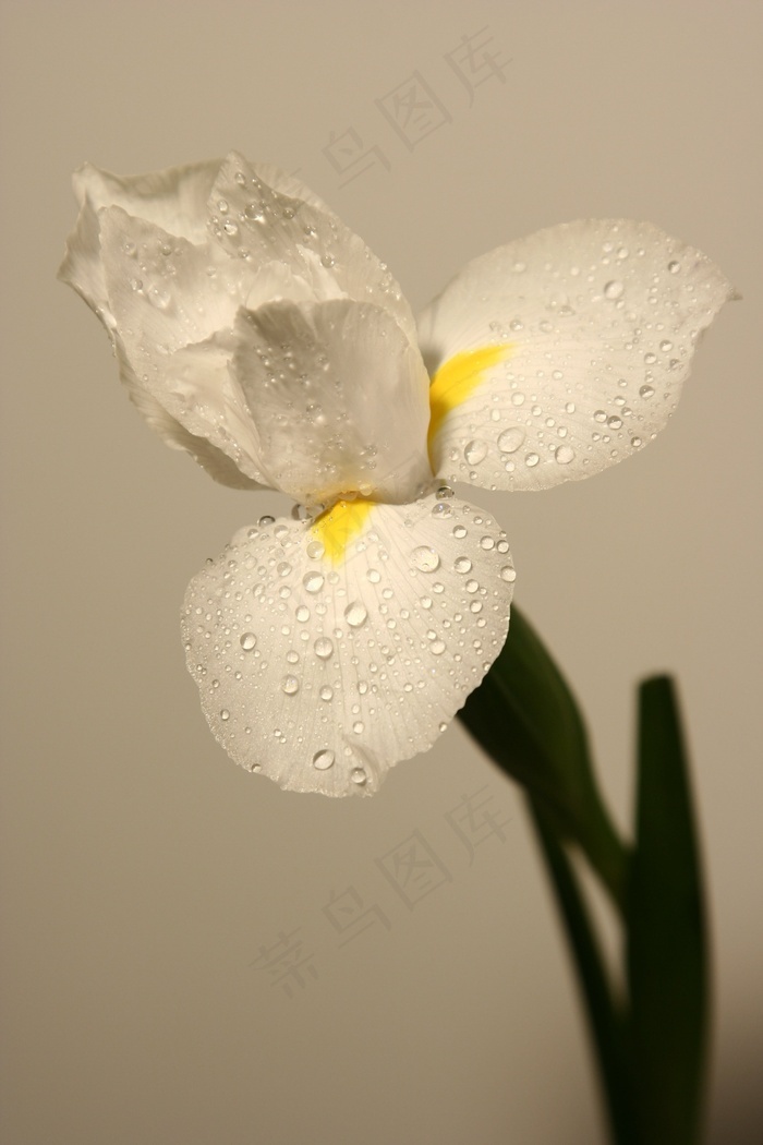 水仙 白 花 鲜花 芽 菜鸟图库