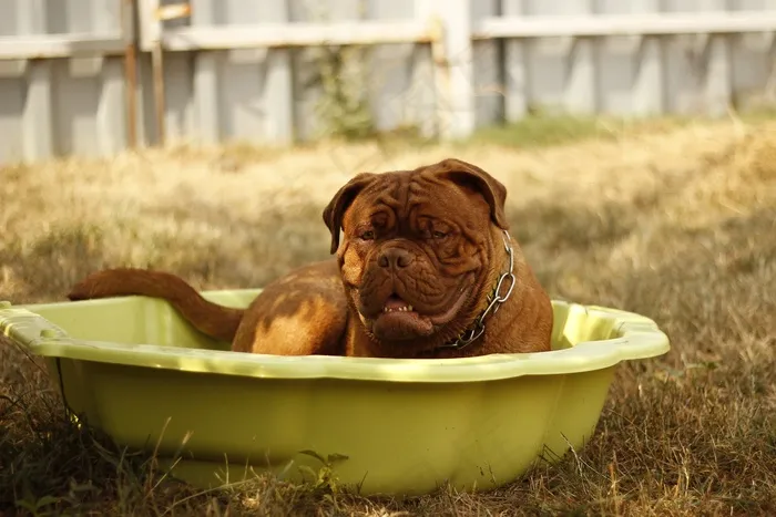 狗,法国獒犬,工艺品,美女,波尔多狗在塑料游泳池放松