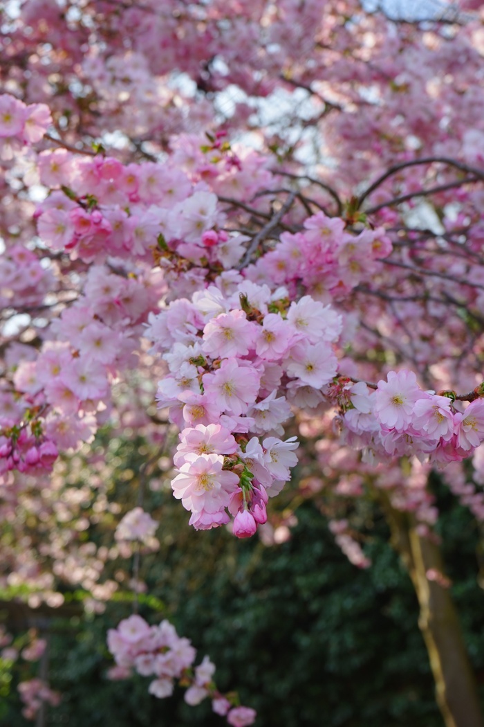 日本櫻花樹花粉紅色路