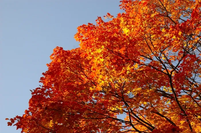 蓝天，秋天，秋天，秋天，金色的秋天，秋天的颜色