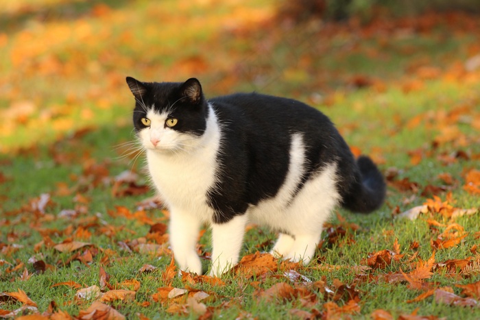 黑白挪威森林猫图片图片