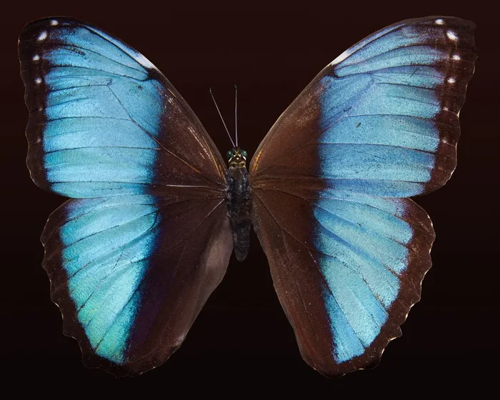 闪蝶,蓝闪蝶,蝴蝶标本,蓝色大闪蝶,蝴蝶,蓝蝴蝶的近似