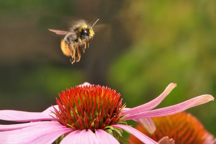 大黄蜂，早期，昆虫，飞行，花，蜜蜂，盛开