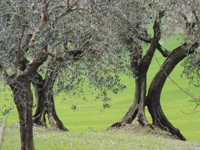 橄榄，树干，普拉托，意大利，树，沉默，绿色