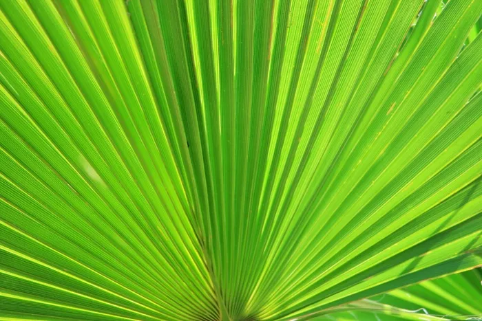 扇形棕榈，棕榈，风扇，叶子，绿色，扩散，散热