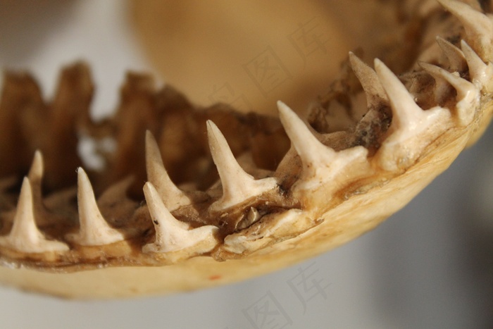 鲨鱼下颌牙齿骨头鱼海洋沧海动物