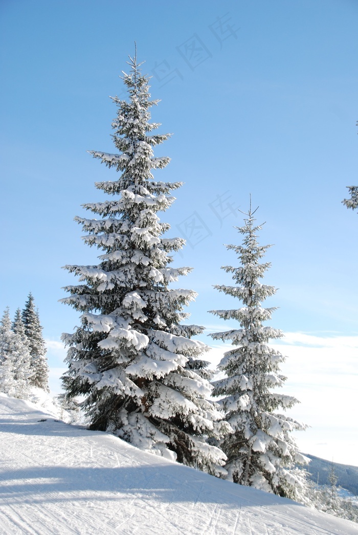 冰雪樹雪松冷杉山巒冬天的松樹