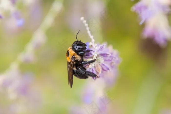 蜜蜂，自然，飞，动物，嗡嗡声，花卉，野生动物
