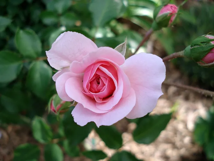 玫瑰，蔷薇科，花，粉红色，花园，盛开，棘手