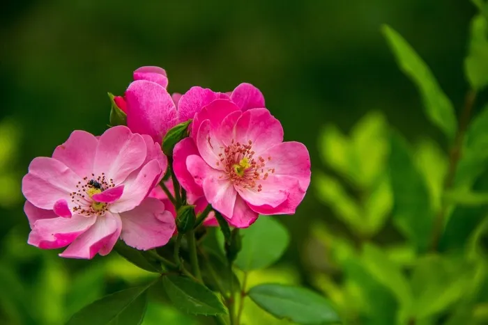 蔷薇花,蔷薇,大马士革玫瑰,月月红,花卉,花园里的粉红玫瑰