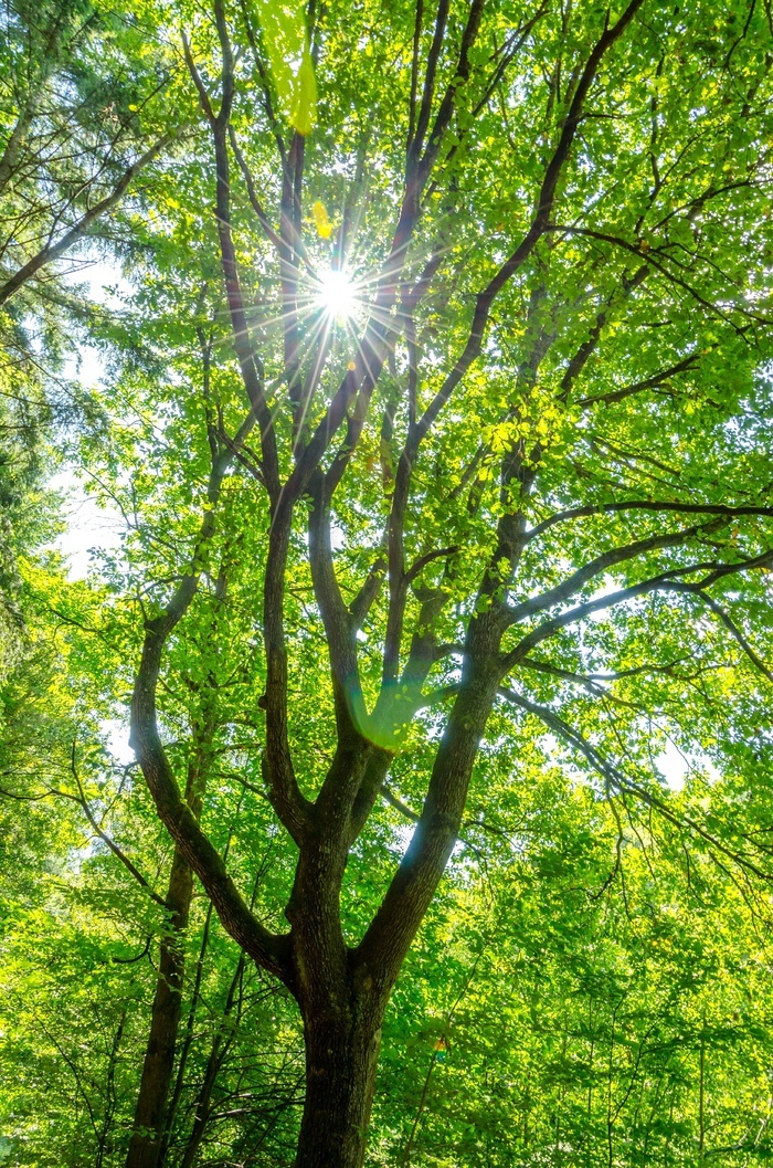 树太阳绿色自然森林夏天阳光