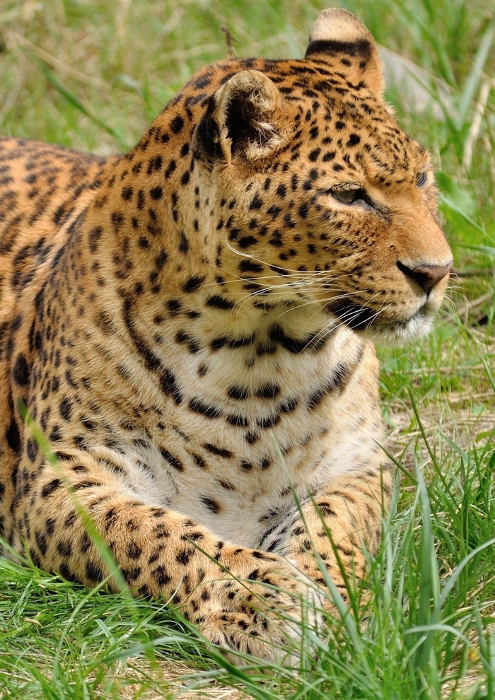 豹捕食者野猫动物园动物狂野自然