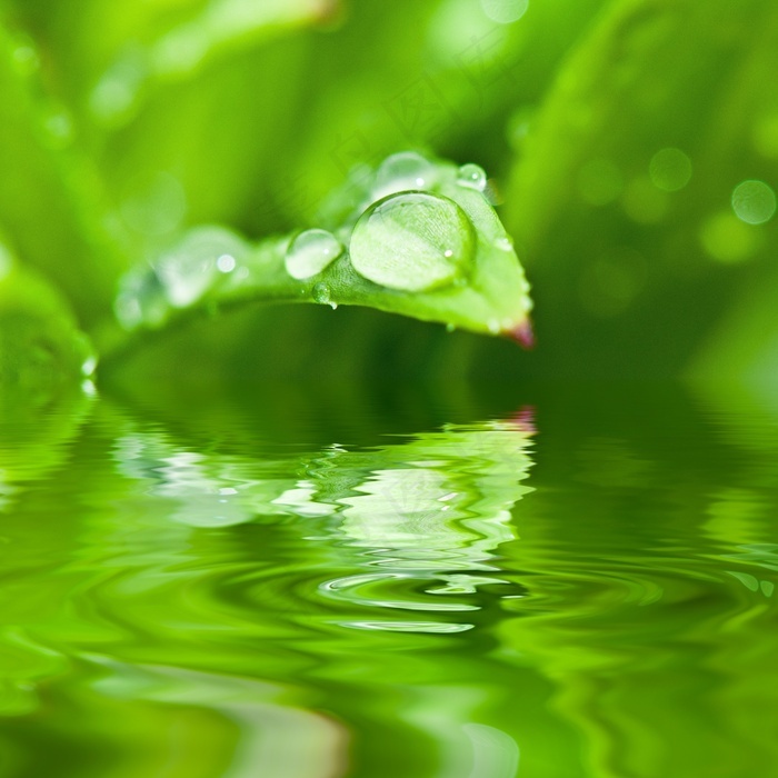 水珠圖水珠樹葉荷葉葉子葉滿露水的池塘