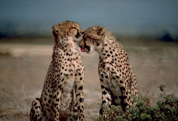 猎豹，两个，一起，大猫，非洲，野，自然