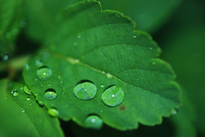 叶 水滴 水 露水 滴 性质 绿色 菜鸟图库
