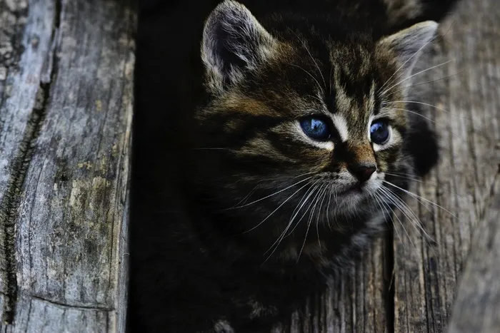 猫,狸花猫,美国短毛猫,孟买猫,挪威森林猫,猫在木栅栏的肖像