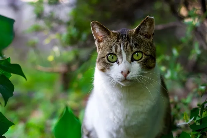 猫,挪威森林猫,三色猫,土耳其梵猫,布偶猫,在花园里绿眼睛的猫的肖像