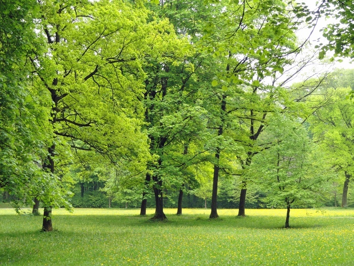 樹自然風景草原自然公園綠林草地上的樹木