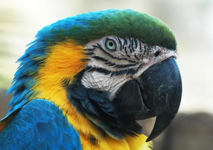 蓝金刚鹦鹉，头，脸，喙，眼睛，多彩，异国情调