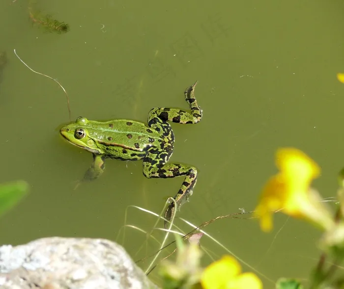 青蛙，池塘，绿色，吱吱叫声，自然