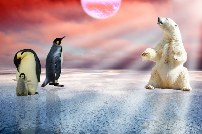 北极熊企鹅北极北极熊冬天