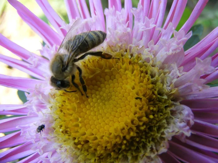 花，蜜蜂，宏，花瓣，Mov，黄色，花粉