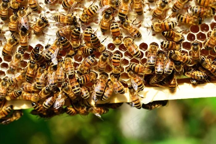 蜜蜂，蜜蜂，蜂巢，蜂巢，昆虫，黄色