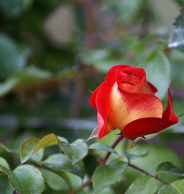 玫瑰，阴影，生活，玫瑰丛，新鲜，柔和，茶，红色