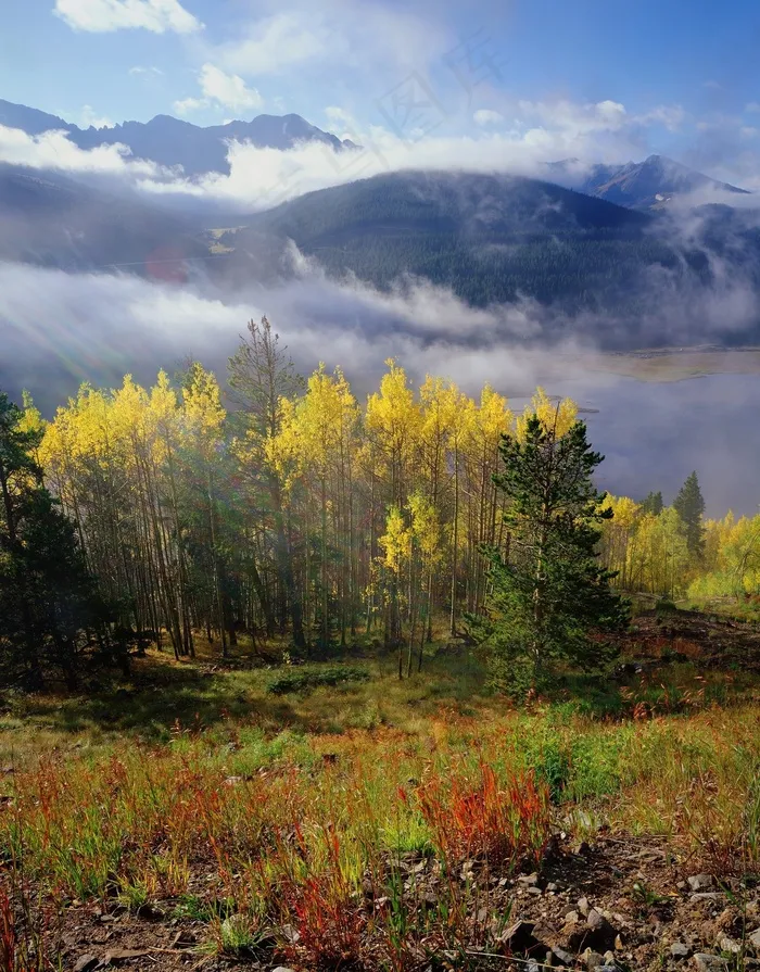 薄雾，白杨，科罗拉多州，秋天，秋季