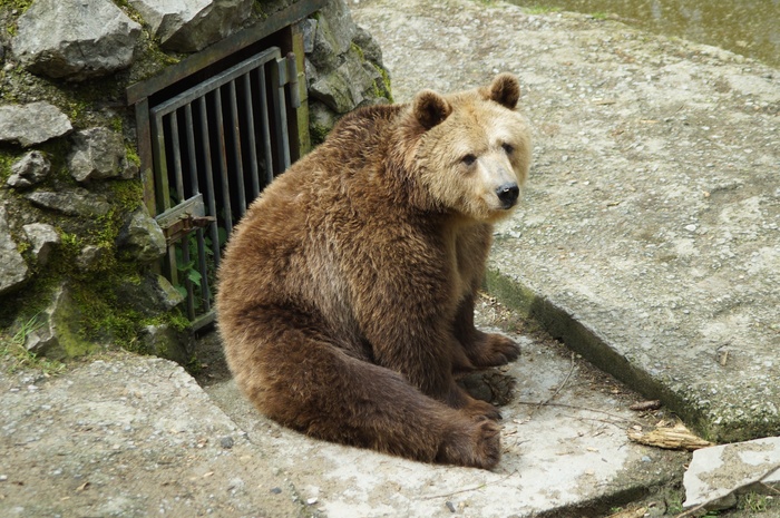 棕熊动物园熊捕食者动物自然