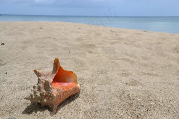 贝壳，沙，海滩，海，假期，性质，夏天