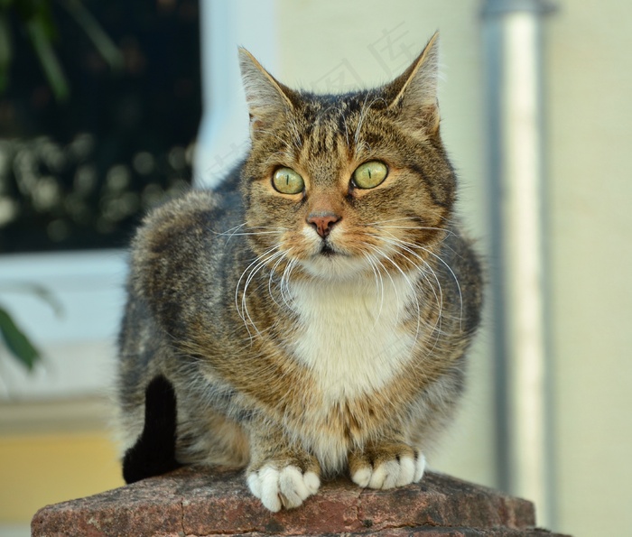 猫猫的眼睛动物家猫mieze阿迪达斯