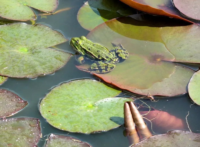 青蛙，池塘，绿色，吱吱叫声，自然