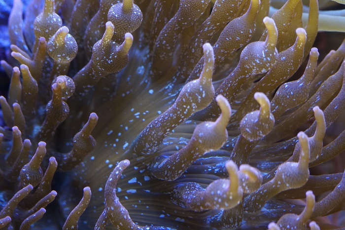 銀蓮花珊瑚海海洋動物生物海洋