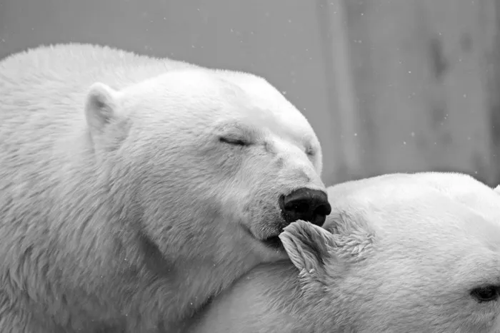 北极熊,小狗,玩具,熊,猫,两只北极熊的黑白图像