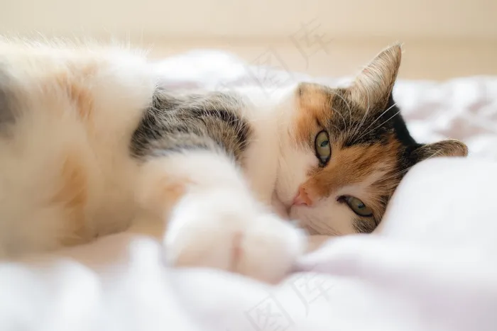 猫,布偶猫,挪威森林猫,小狗,三色猫,躺在床上的猫的肖像