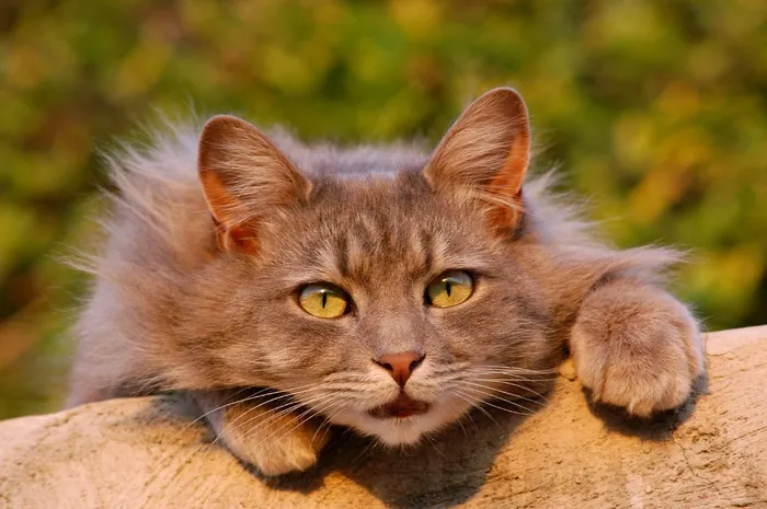 猫,索马里猫,油画,挪威森林猫,西伯利亚猫,可爱猫咪的肖像