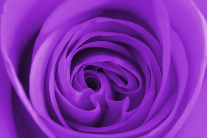 紫色，花，自然，紫色的花，花的，自然