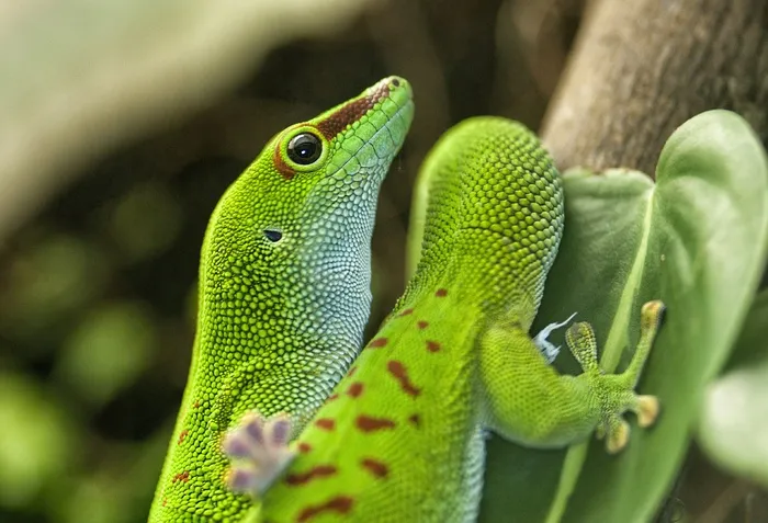 蜥蜴，绿色，爬行动物，Phelsuma，马达加斯加，日壁虎