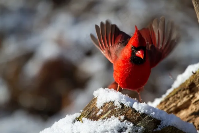 北部红衣主教，雄性，鸟，冬天，雪，野生动物