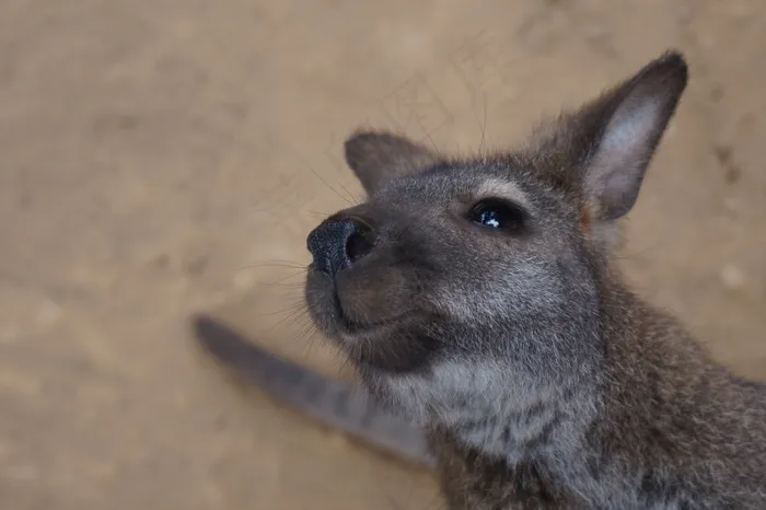 袋鼠，动物，野生动物，澳大利亚，有袋动物，哺乳动物