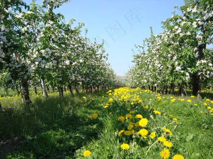 苹果花，春天，苹果树，草地