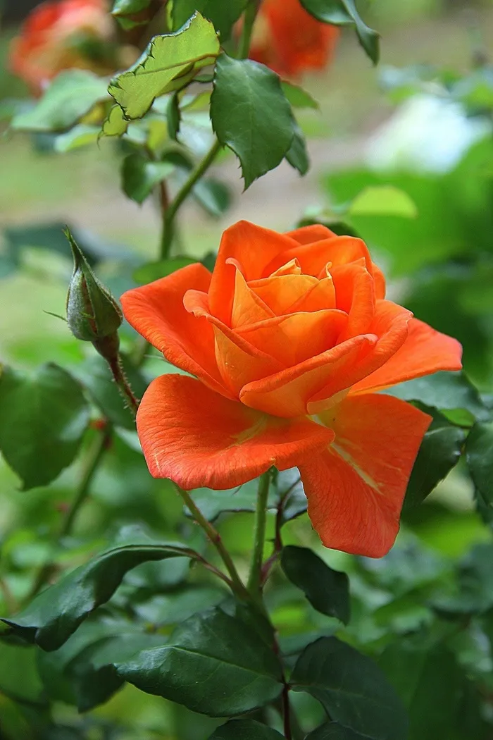 玫瑰，橙色，花，开花，植物，自然