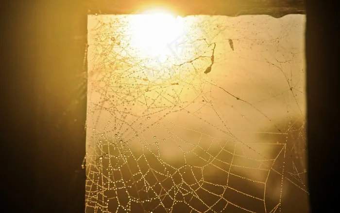 蜘蛛网，湿，水滴，阳光，背光，框架