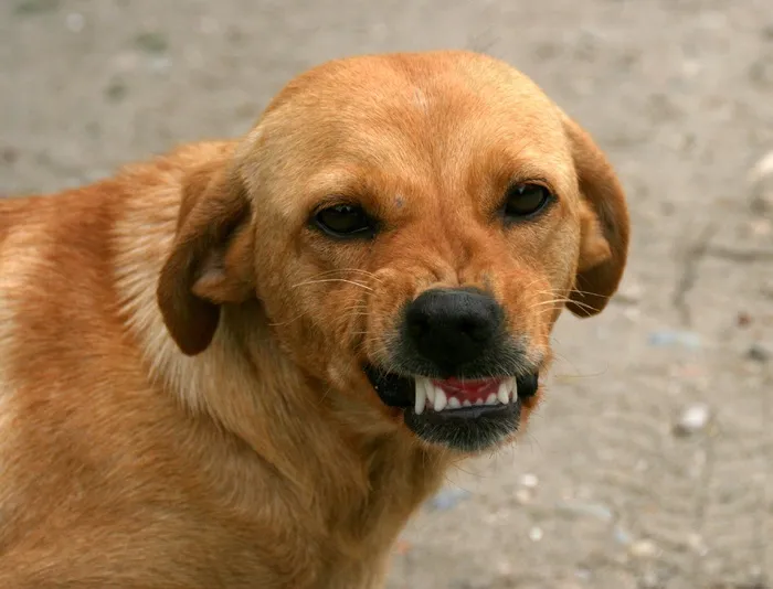 狗，微笑，牙齿，红色
